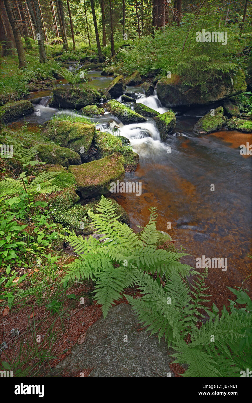Simple Brook small brook with stones green vegetation and fern Stock Photo - Alamy