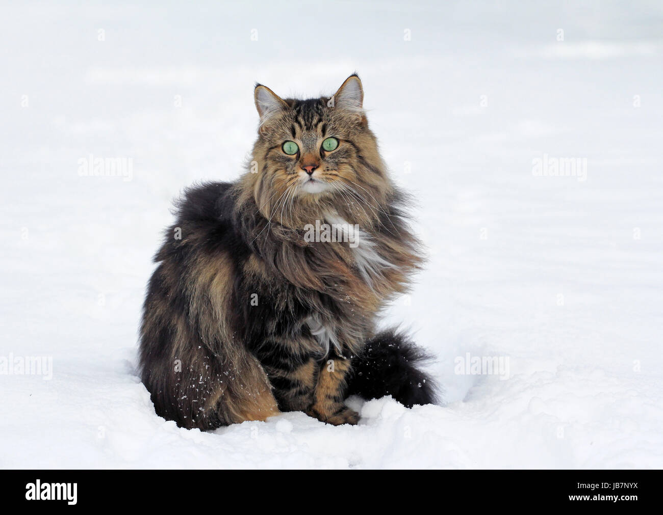 a norwegian cat in snow Stock Photo