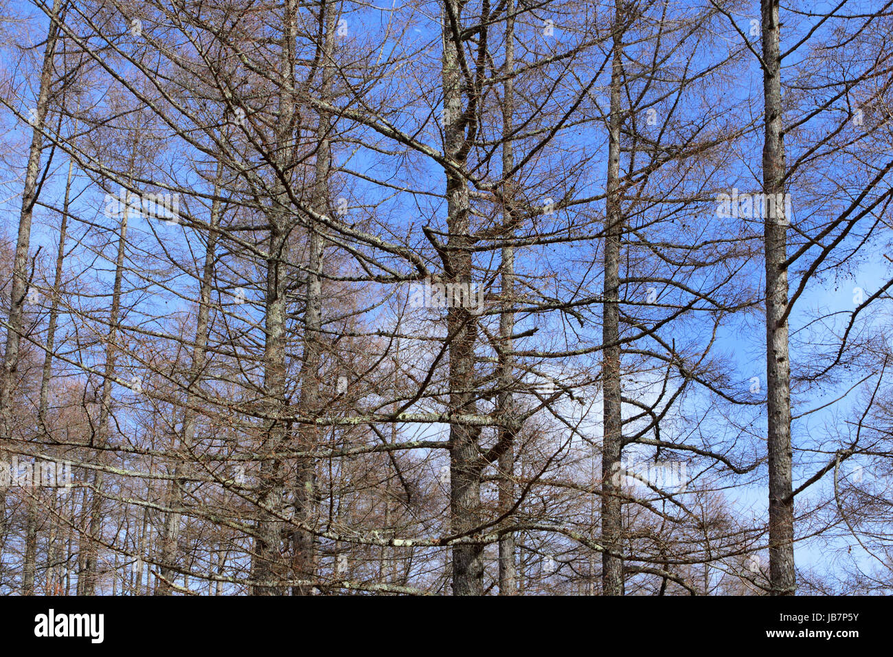 Pine tree with blue sky Stock Photo - Alamy
