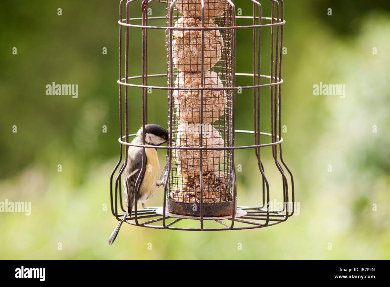 Great Tit Native British Garden Bird On Feeder Eating Fat Balls