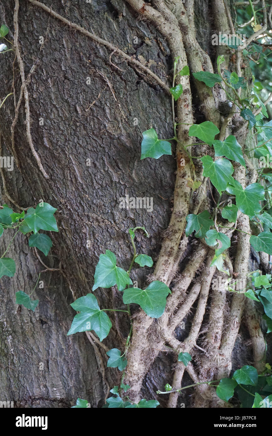 Wild Ivy Plant Clinging to the trunk of a tree in Stewart Park Middlesbrough Stock Photo
