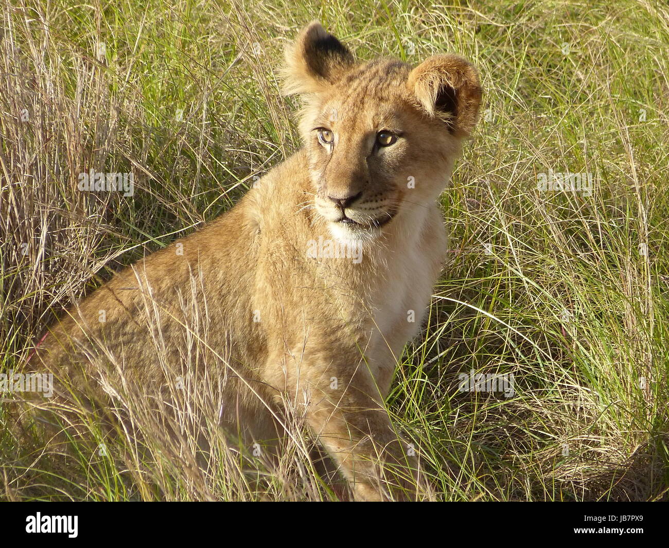 a lion child Stock Photo