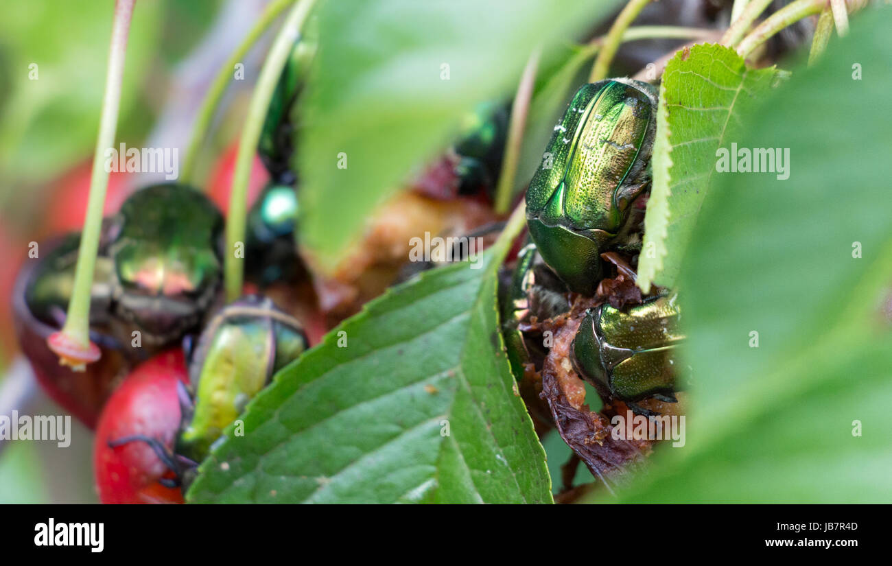 Group of green fruit beetles eating cherries. Stock Photo