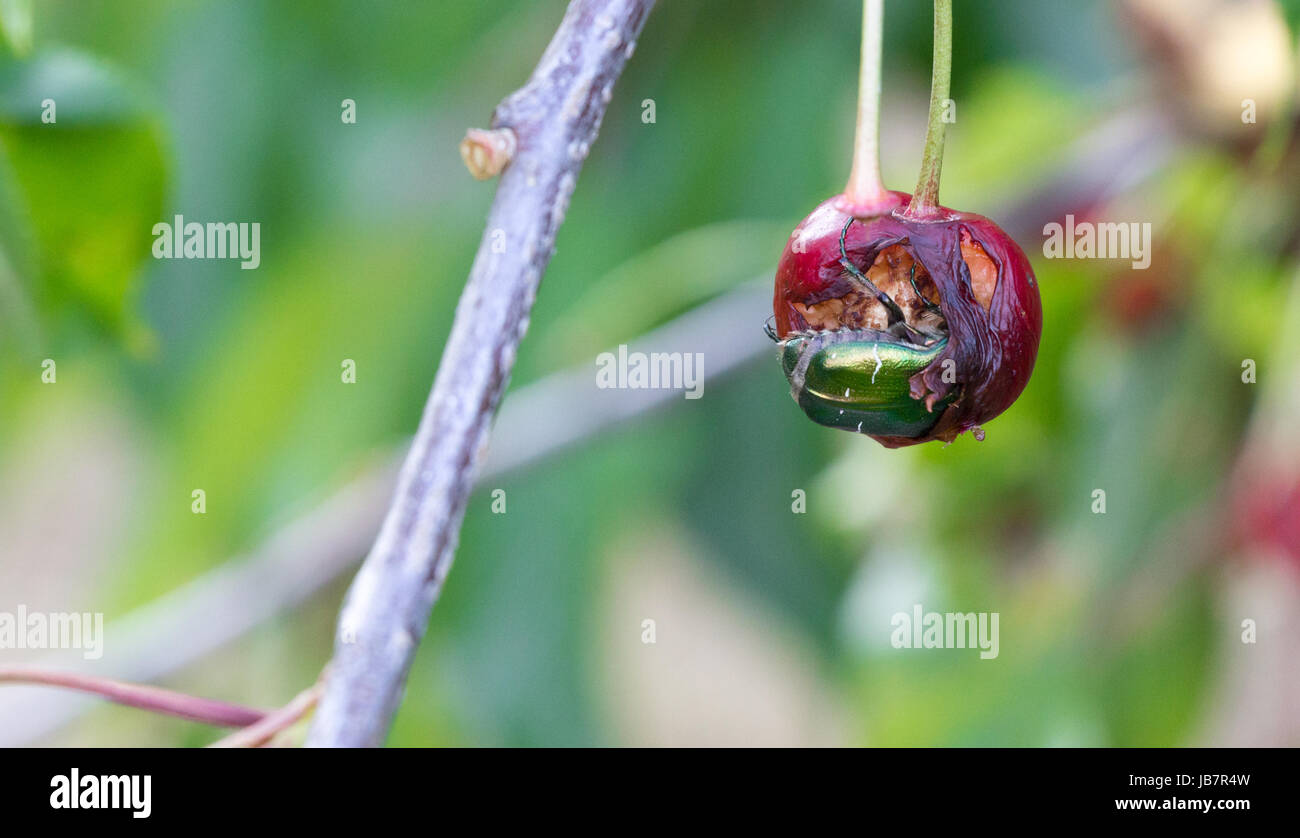 One green fruit beetle eating a cherry with the head inside the fruit. Stock Photo