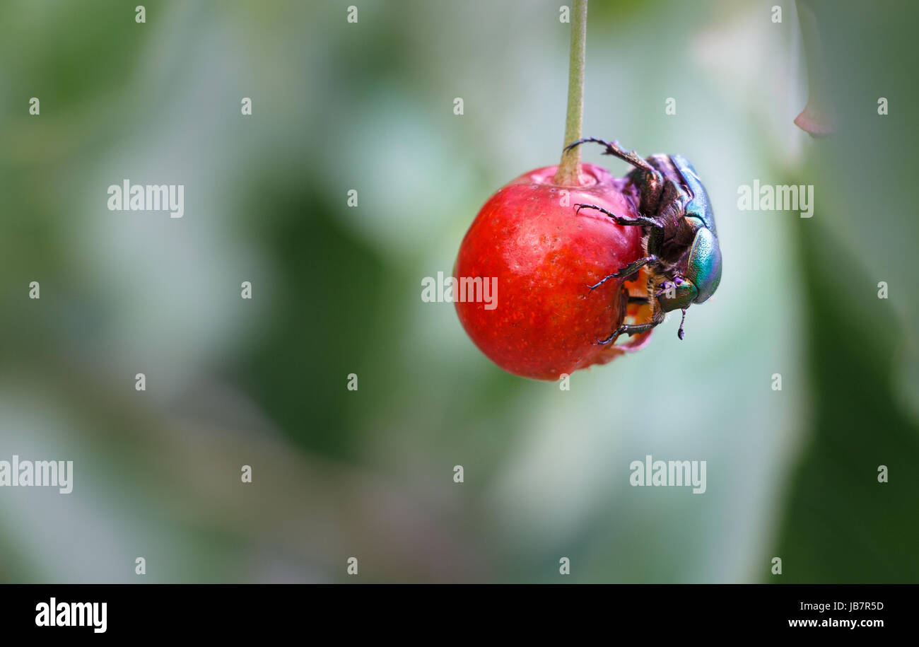 A green fruit beetle eating standing up on a cherry. Stock Photo