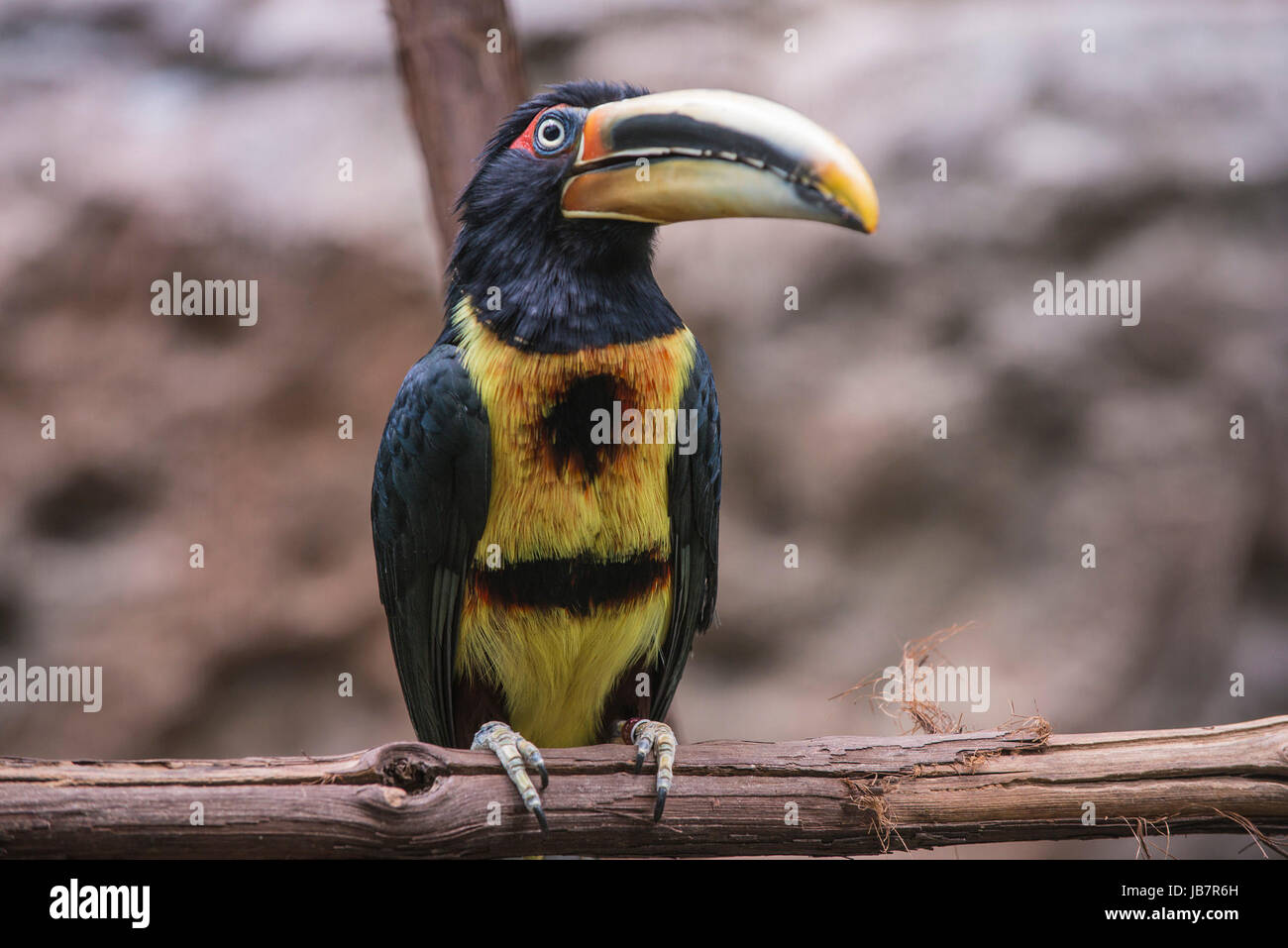 Crested Aracari - perched on the tree branch close-up shot Stock Photo