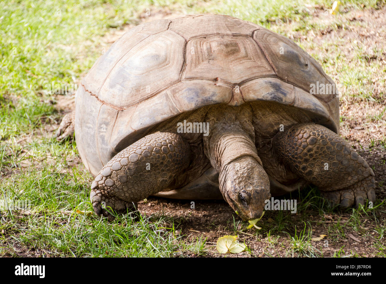 Schildkröte Stock Photo