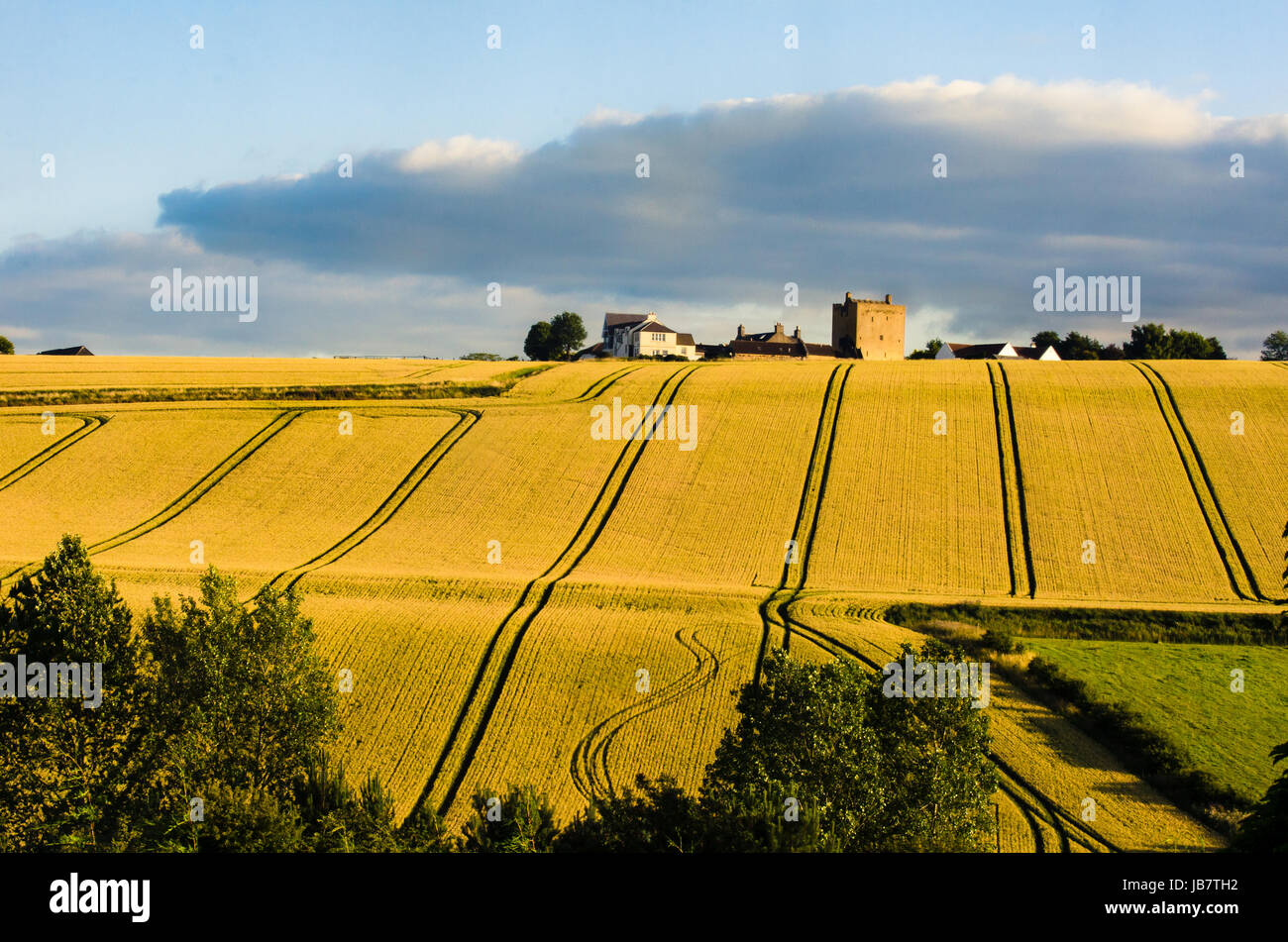 Yellow field at the south of Edinburgh Stock Photo Alamy
