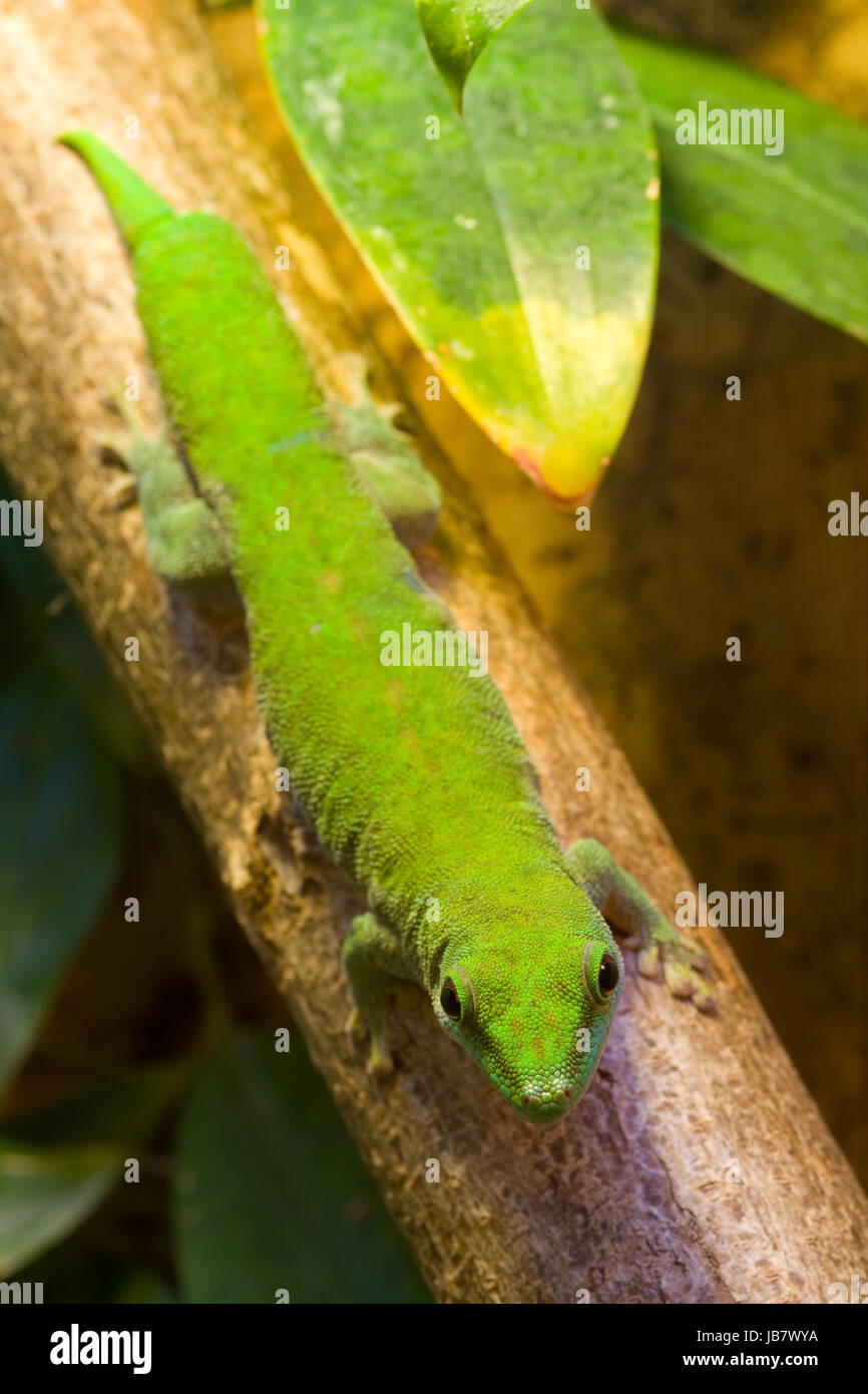 Grüner Gecko auf einem Ast im Terrarium Stock Photo Alamy