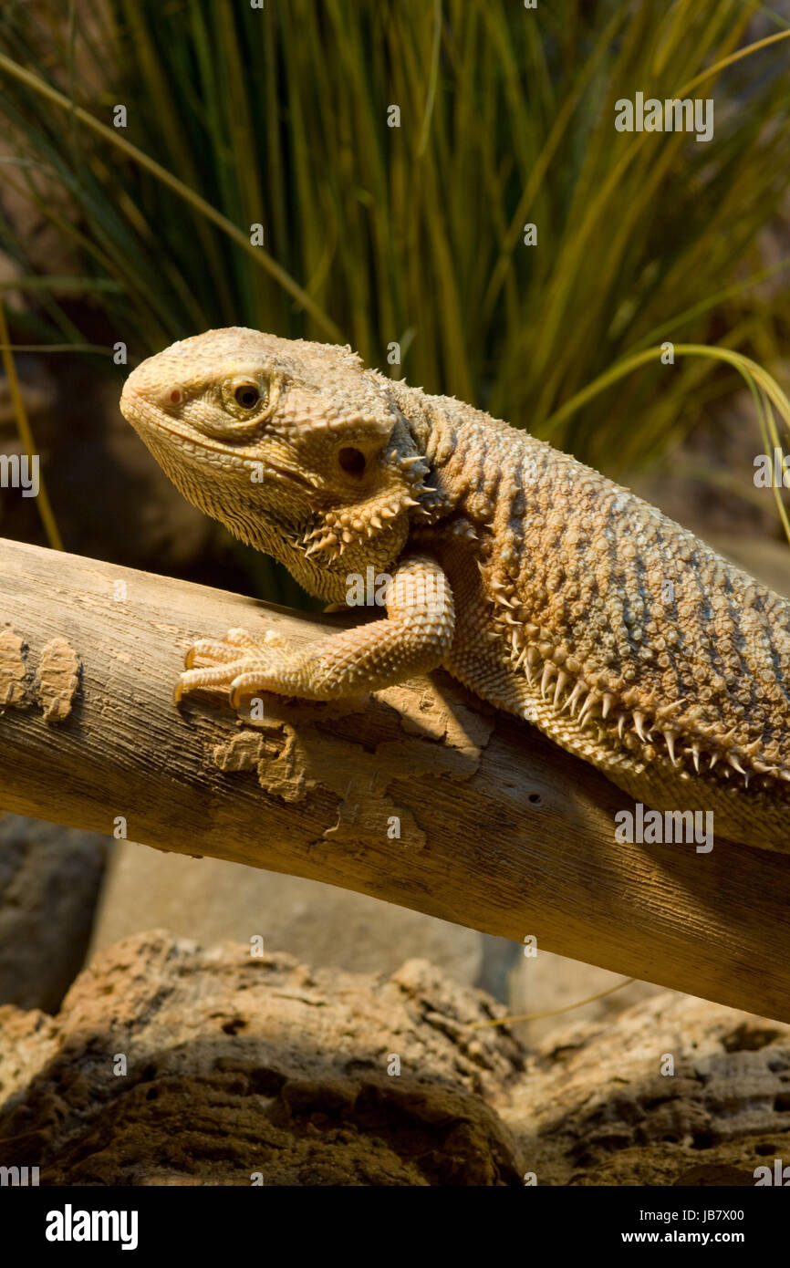 Bartagame im Terrarium auf einem Ast Stock Photo - Bartagame Im Terrarium Auf Einem Ast JB7X00
