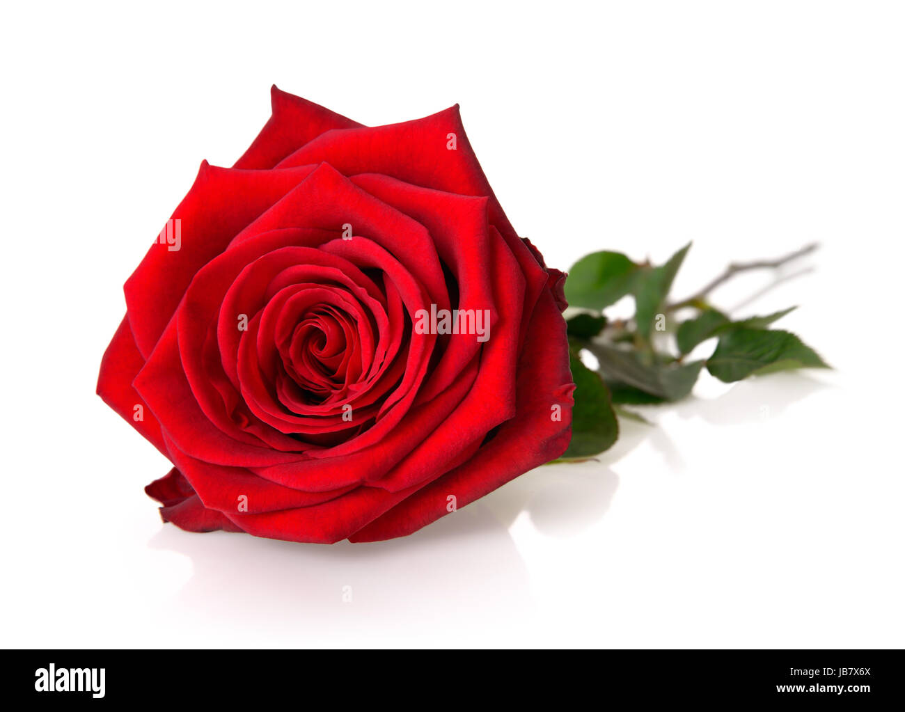 Eine voll aufgeblühte rote Rose mit Stängel und Blättern auf weißem Hintergrund Stock Photo