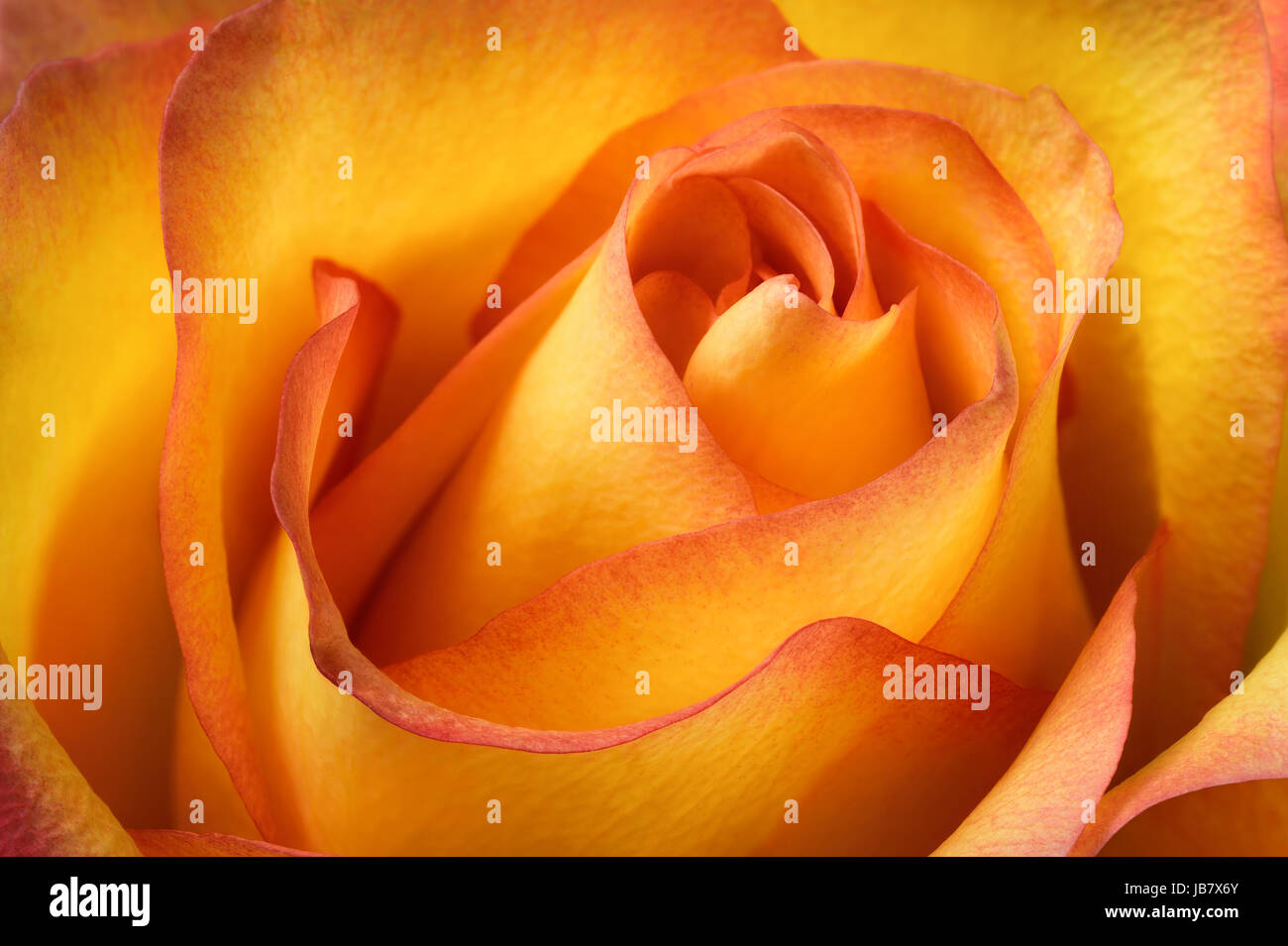 Enger Ausschnitt einer orangefarbenen Rose, Studioaufnahme Stock Photo