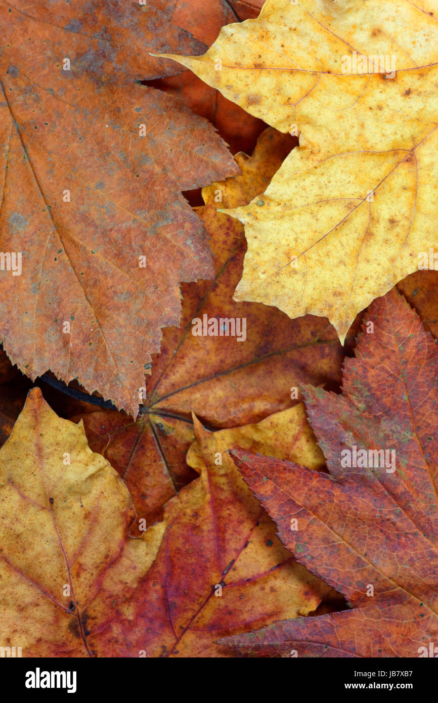 autumn leaves Stock Photo