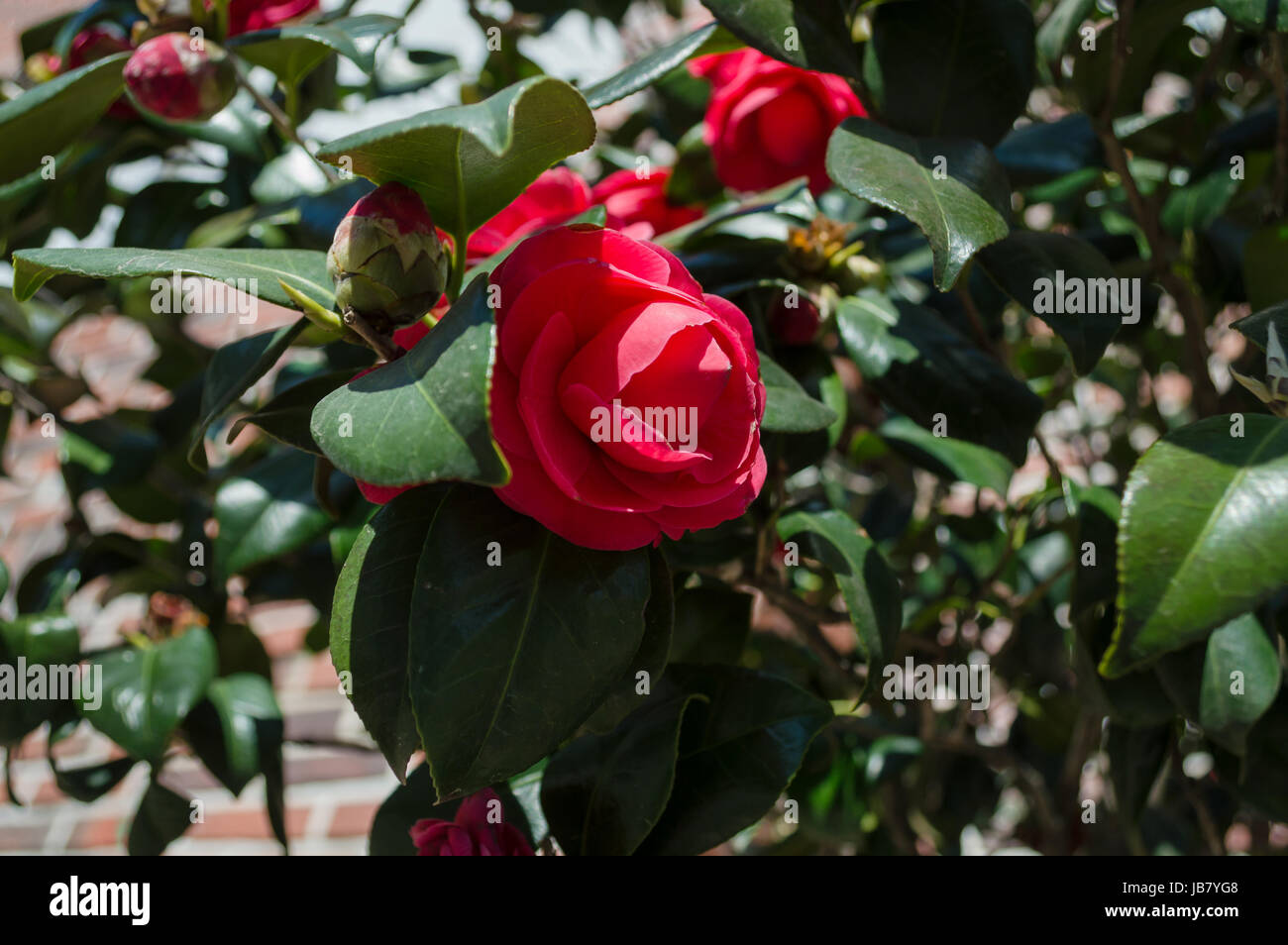 camellia in bloom Stock Photo Alamy
