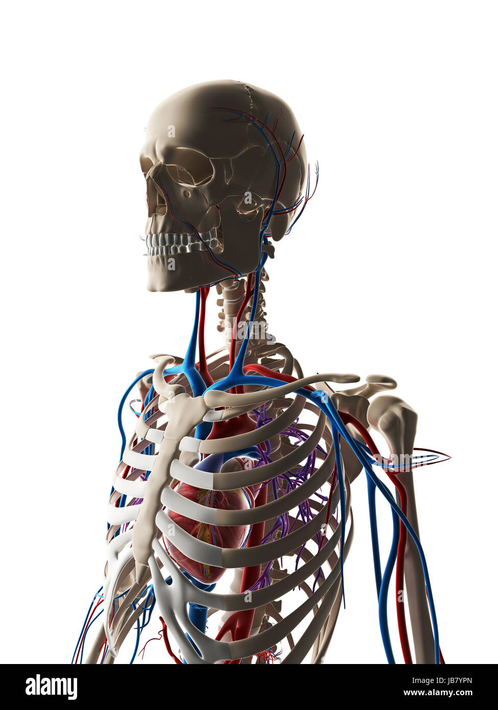 3d rendered illustration - vascular system Stock Photo - Alamy