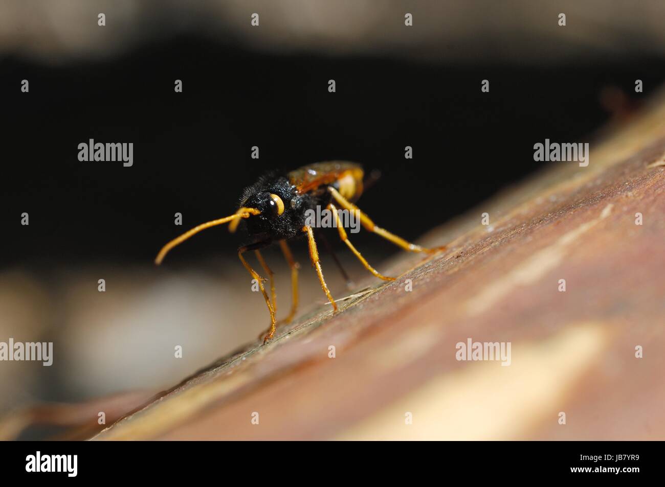 parasitic wasp gran paradiso national park Stock Photo