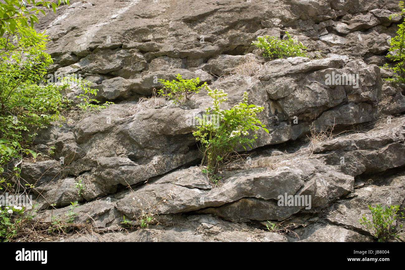 Plants growing on limestone, Tangshan, Nanjing, Jiangsu, China Stock