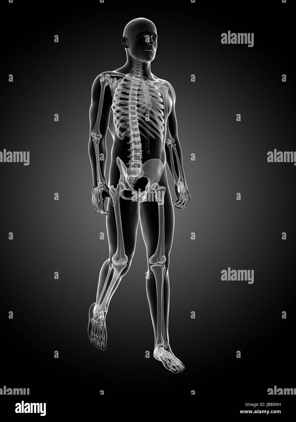 3d rendered medical illustration - walking guy Stock Photo - Alamy