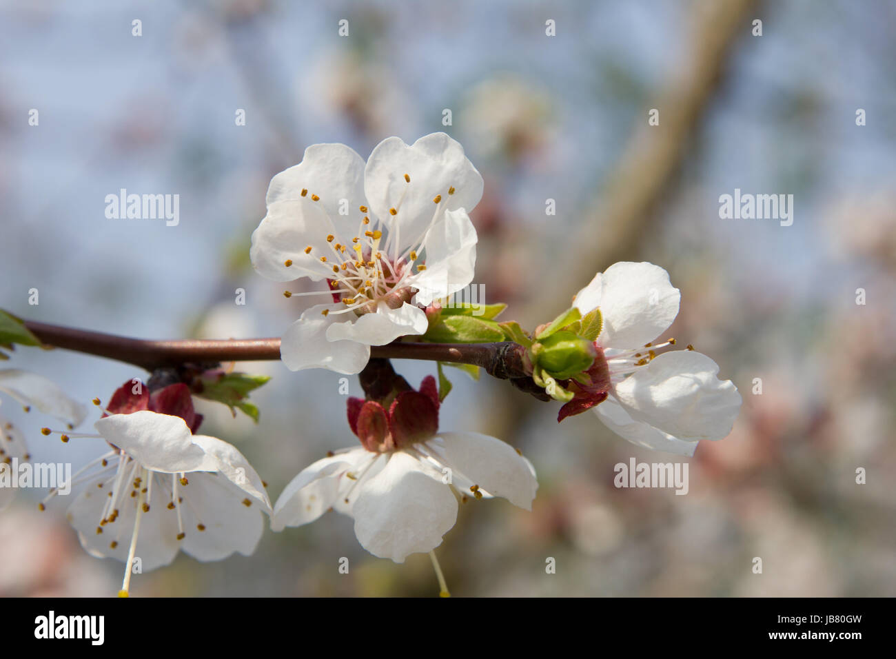 blossom flourish Stock Photo