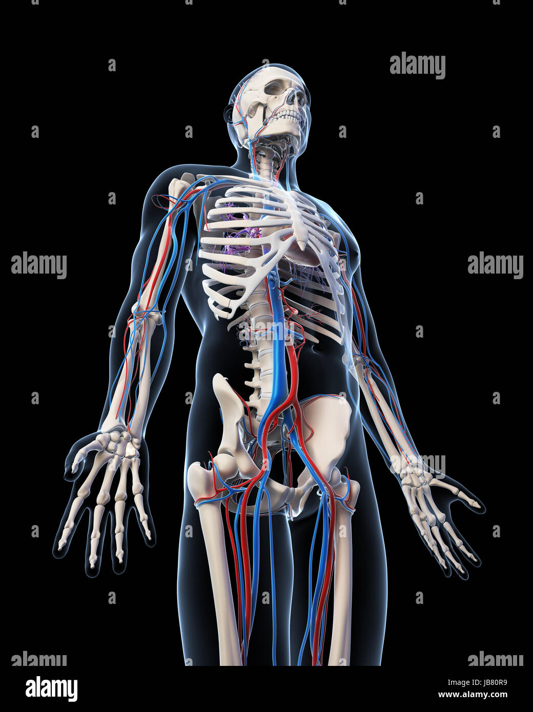 3d rendered illustration - vascular system Stock Photo - Alamy