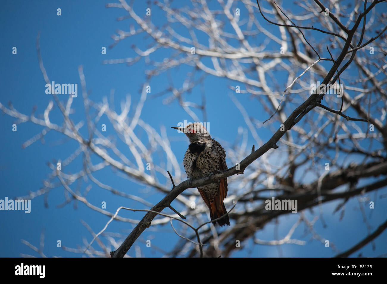 A Gilded Flicker at Bear River State Park in Evanston, Wyoming Stock