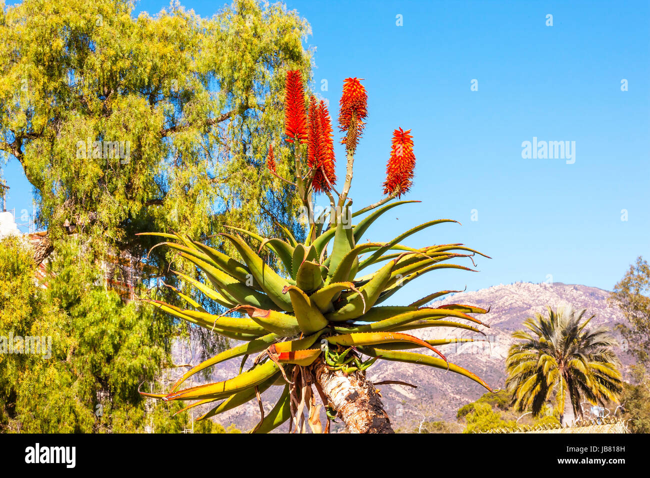 Giant Tree Aloe Aloe Barberae Palm Tree Bee Mission Santa Barbara California. Stock Photo