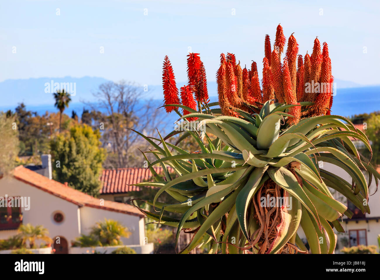 Giant Tree Aloe Aloe Barberae Pacific Ocean Mission Santa Barbara California. Stock Photo