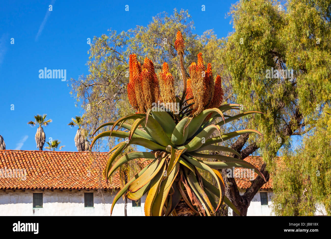 Giant Tree Aloe Aloe Barberae White Abobe Mission Santa Barbara California.  Founded in 1786 at the end of Father Junipero Serra life. Stock Photo