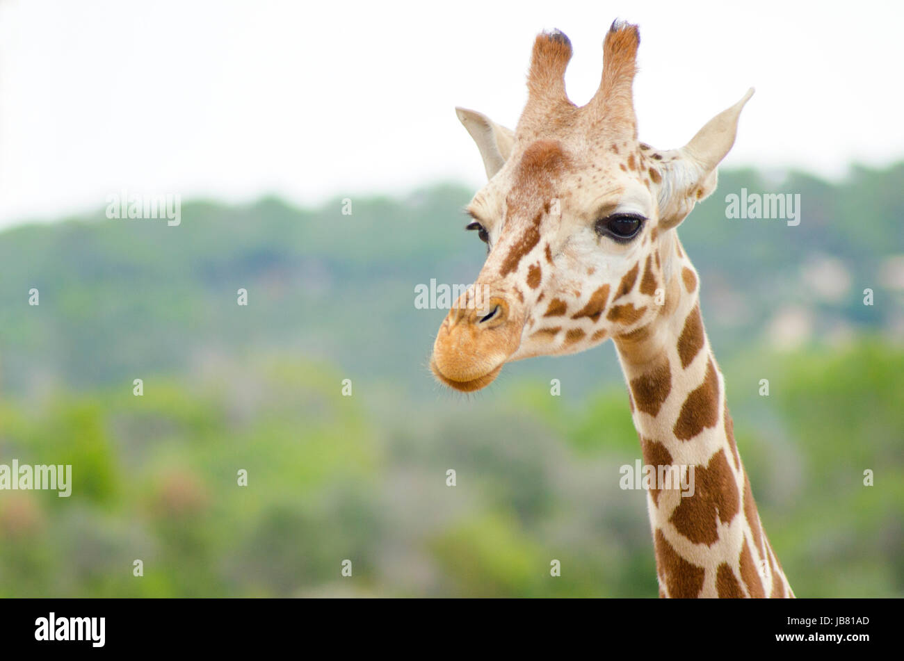 A close up view of a baby giraffe calf. The Giraffa camelopardalis is the tallest living terrestrial animal and the largest ruminant, with extremely long neck and legs, horn-like ossicones and distinctive coat patterns Stock Photo