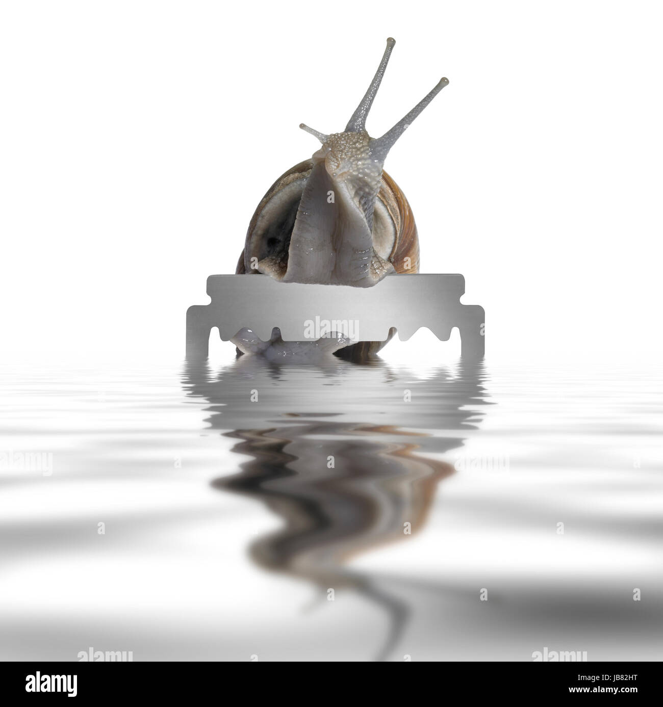 Grapevine snail reachin out on a razor blade on reflective water surface in white back Stock Photo