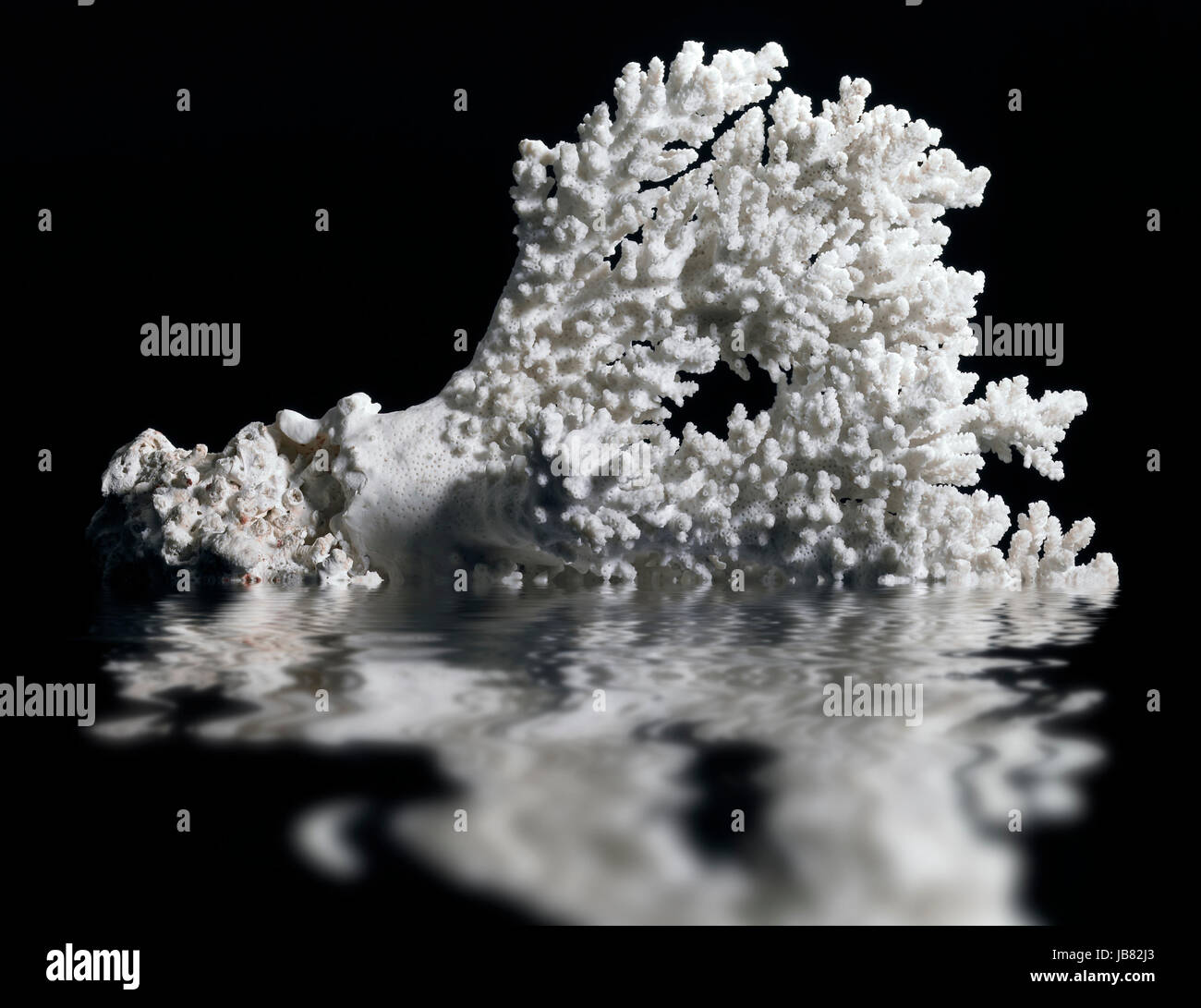white coral on mirroring water surface in black back Stock Photo