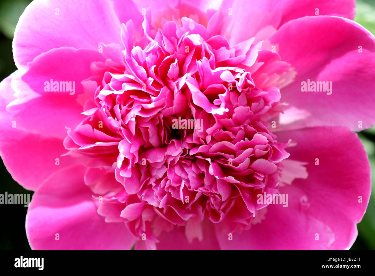 Hot pink peony flower. Photographed close up. Stock Photo