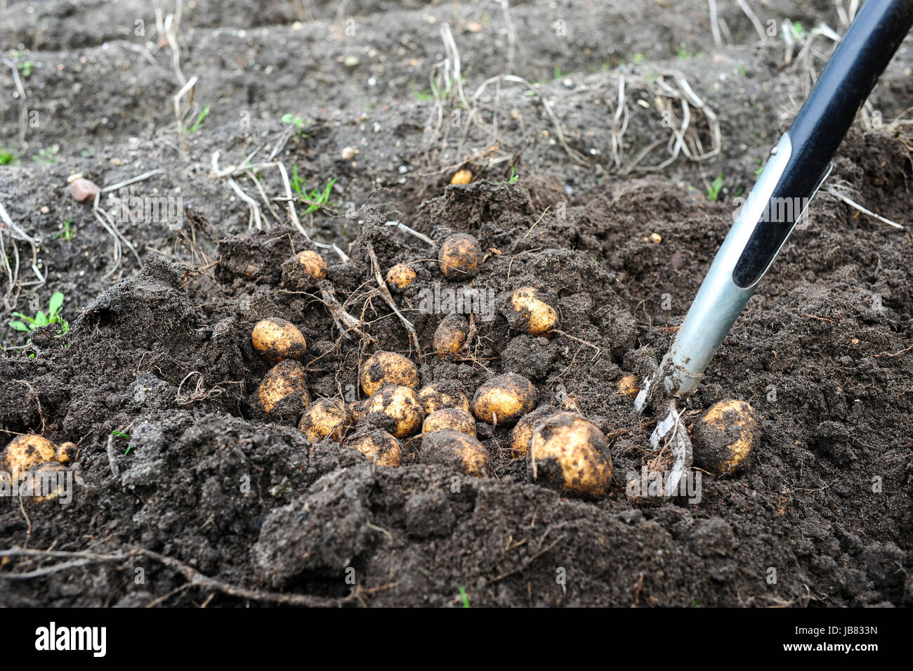 Biokartoffeln High Resolution Stock Photography and Images - Alamy