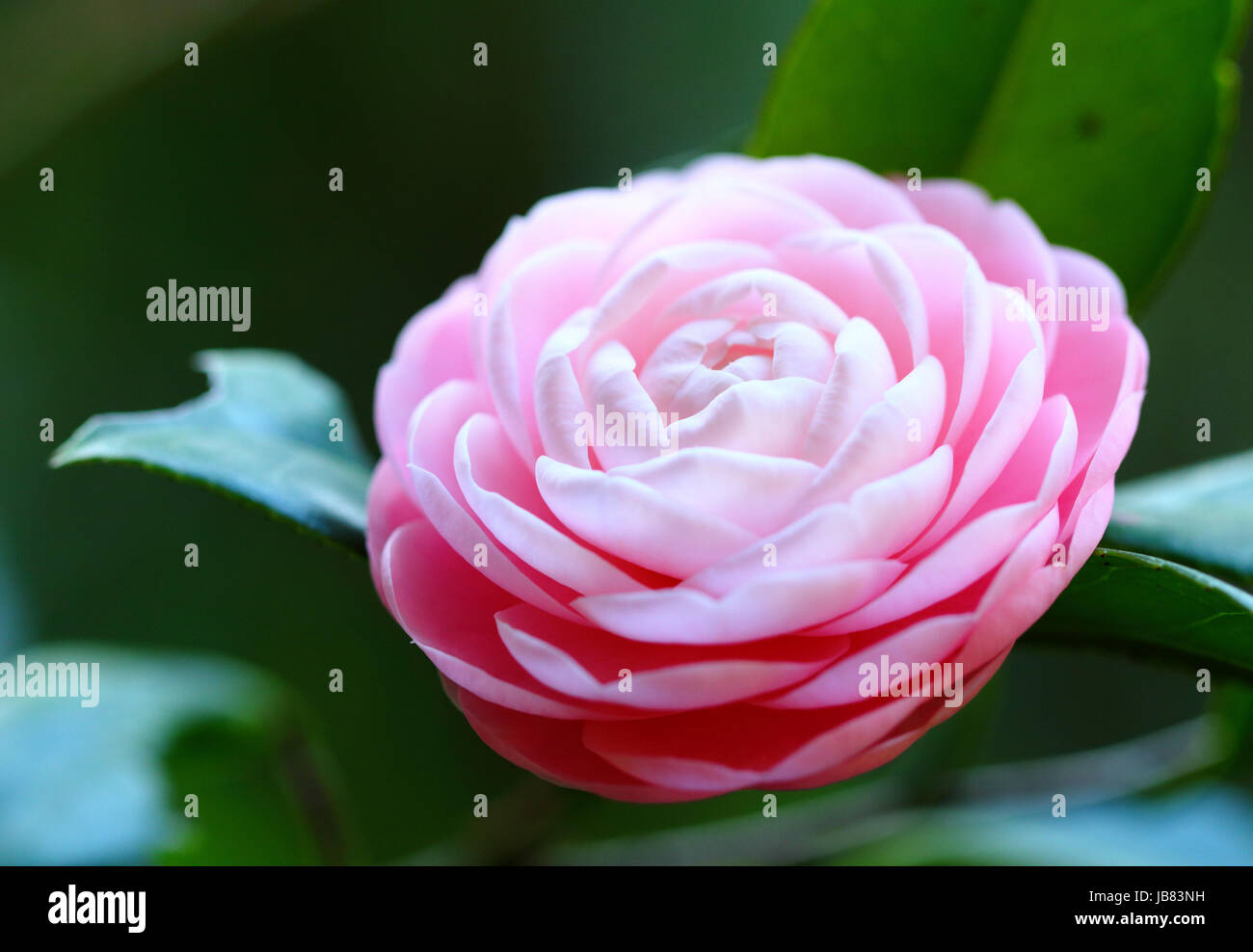 Camellia Stock Photo