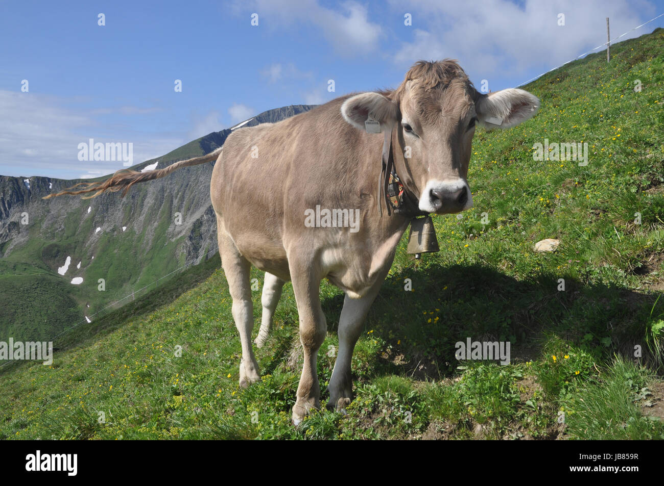 kuh, tier, nutztier, haustier, weide, milch, rind, rindvieh, milchkuh ...