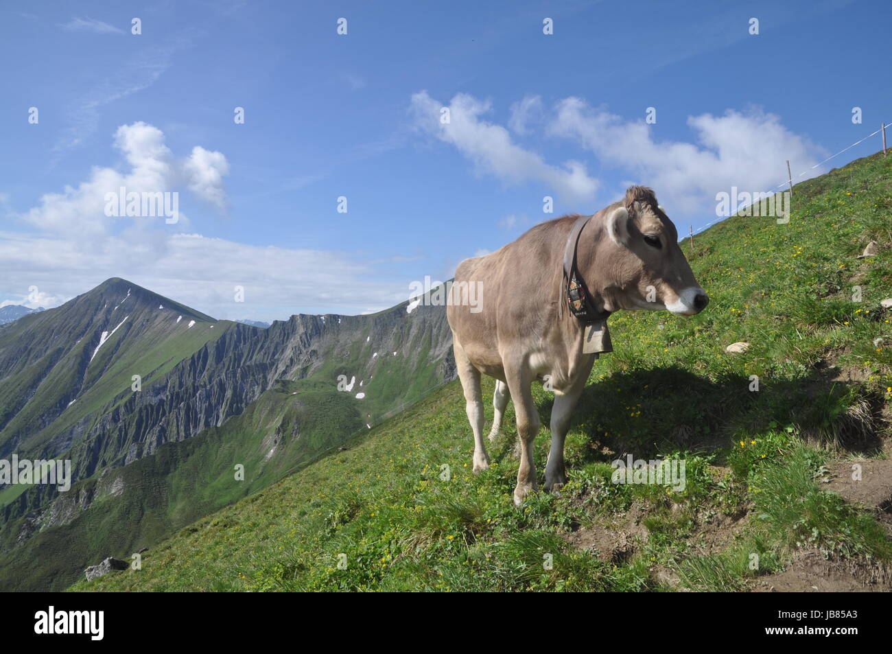kuh, tier, nutztier, haustier, weide, milch, rind, rindvieh, milchkuh ...