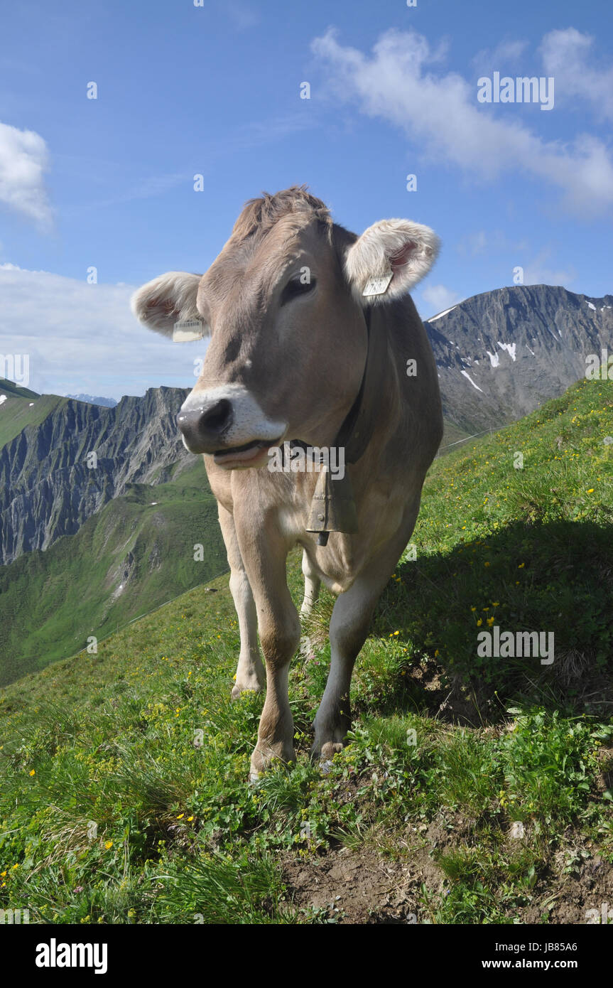 Bergweide bergwiese hi-res stock photography and images - Alamy