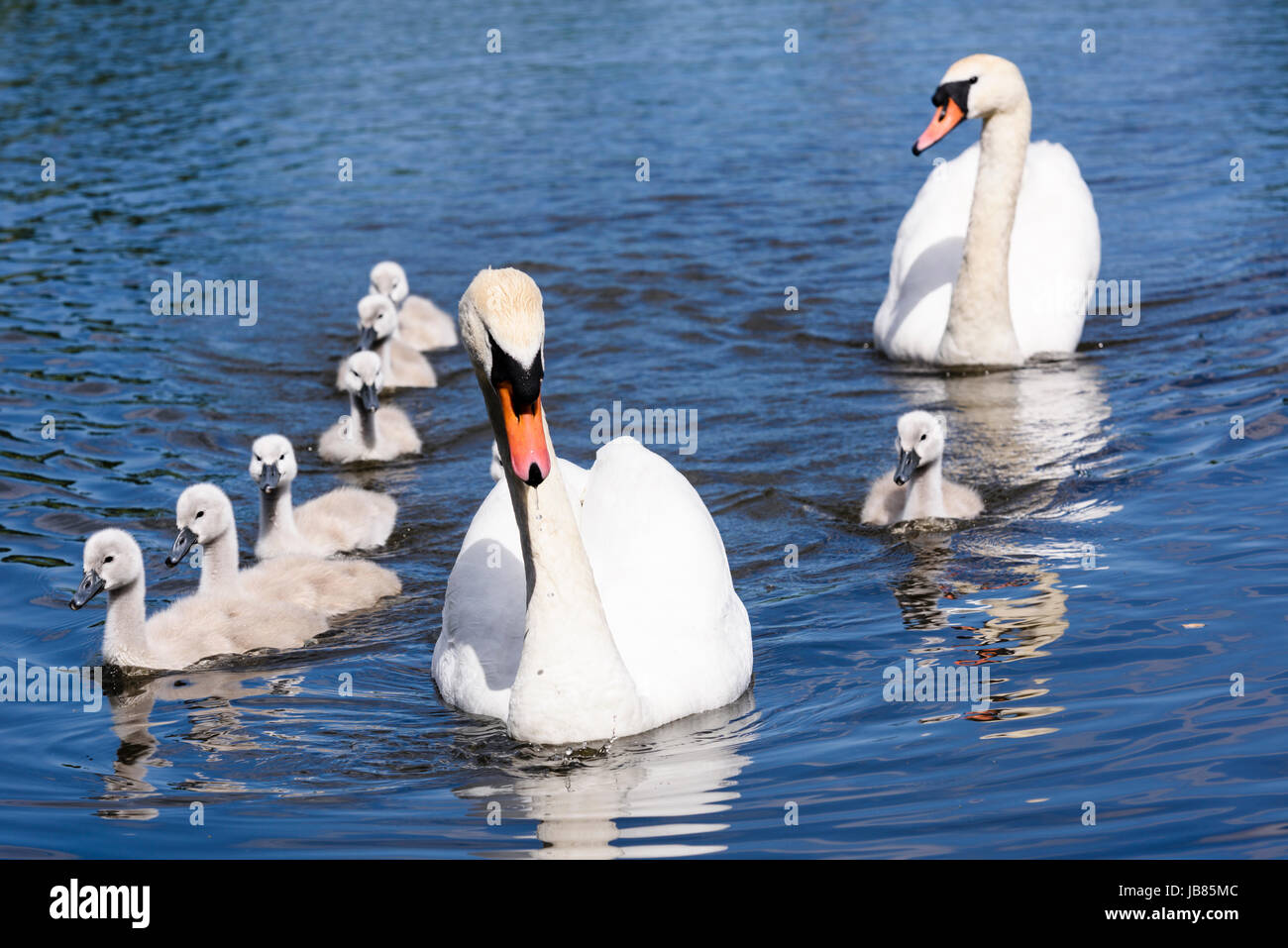 Male and female mute swans with eight 8 swimming in a lake