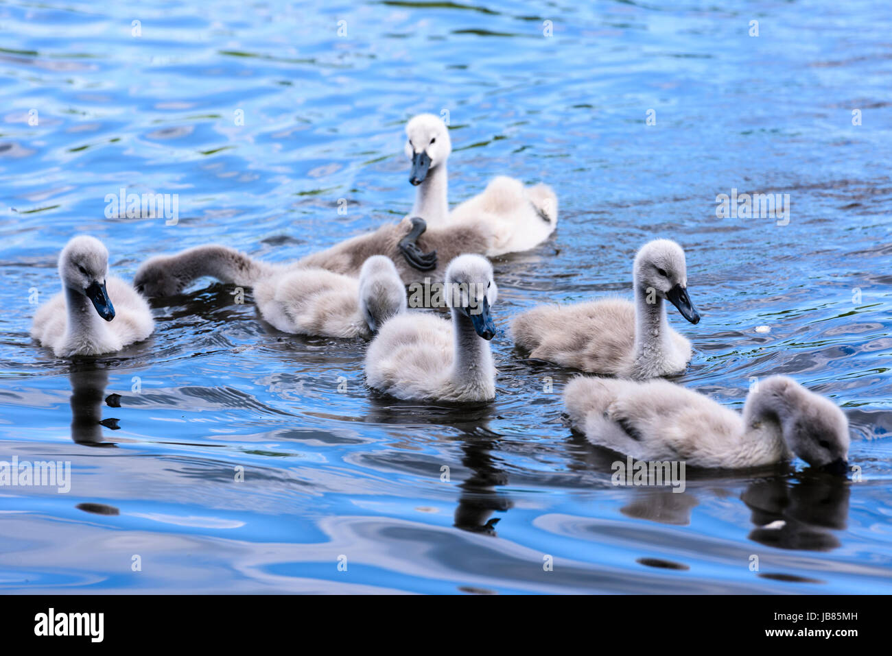 Seven swans a swimming hi-res stock photography and images - Alamy