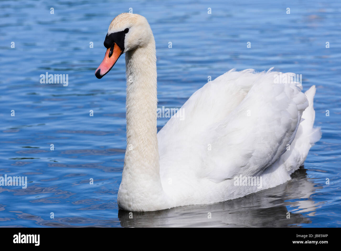 Female mute swan swimming in a lake Stock Photo Alamy