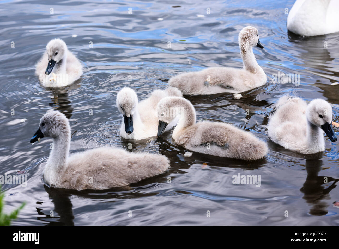 Six 6 mute swan cygnets swimming in a lake while the mother looks on. Stock Photo