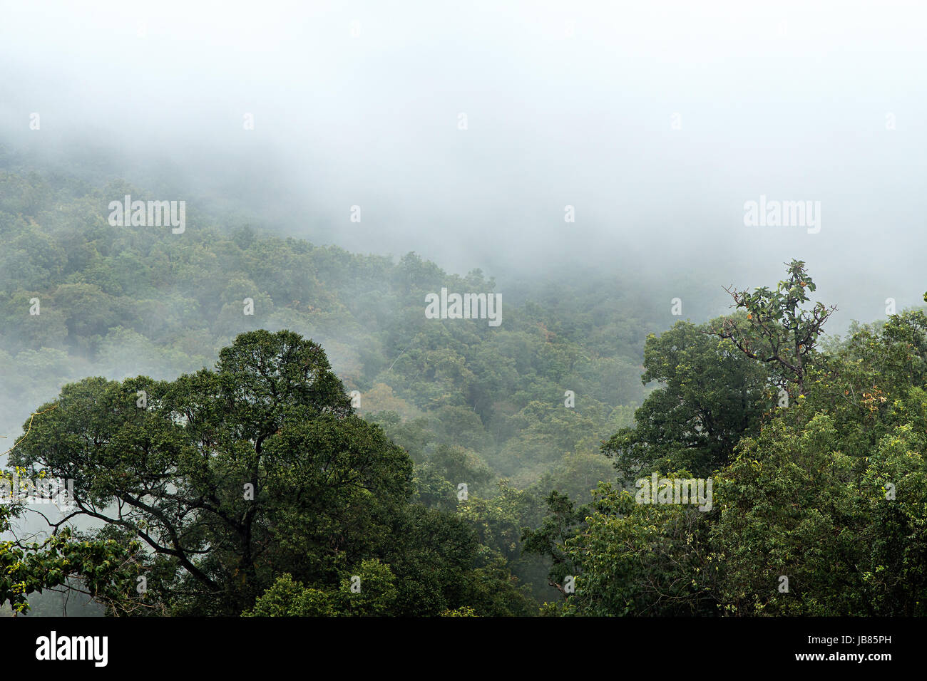 Fog over forest hi-res stock photography and images - Alamy
