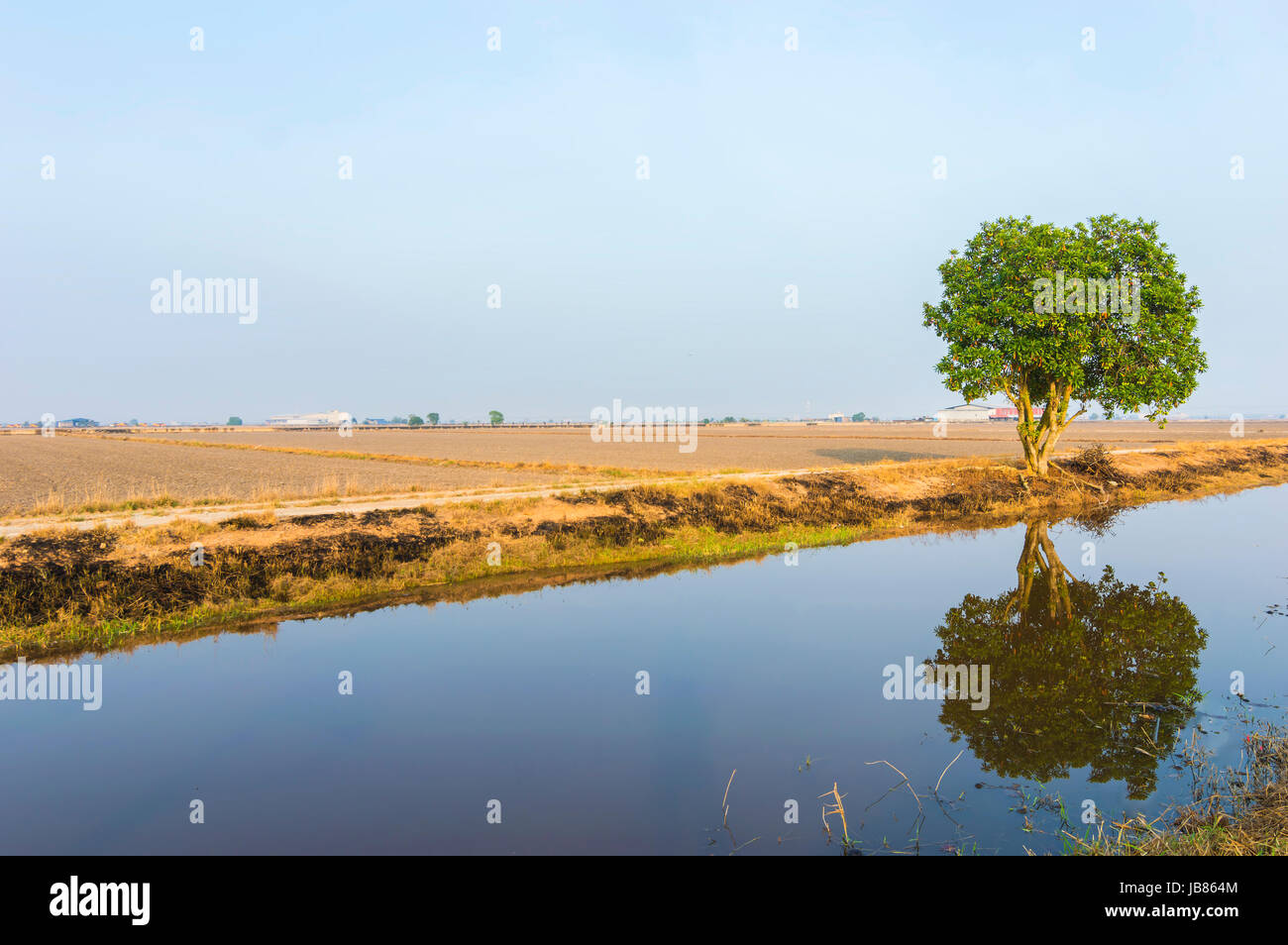 Reflection of tree at paddy field under the blue skies Stock Photo - Alamy