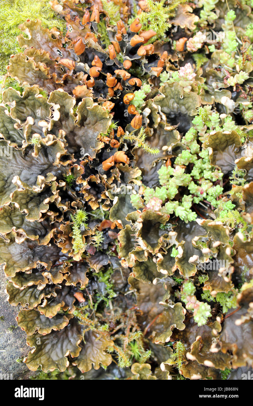 Dog Lichen Peltigera species Stock Photo