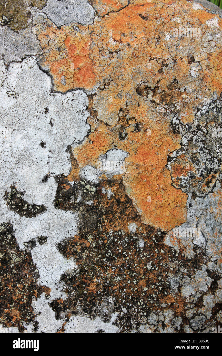 Crustose Lichen Patterns Stock Photo