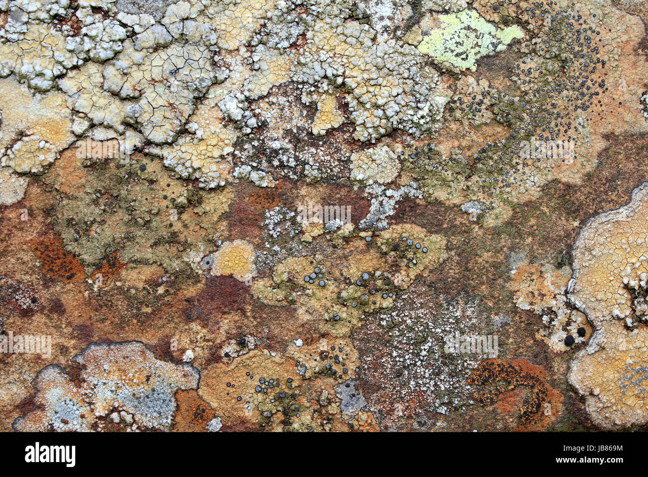 Lichen Pattern Stock Photo