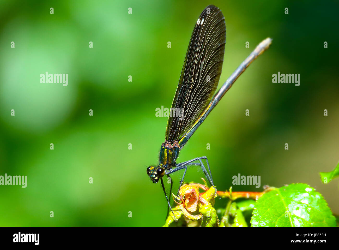 Female beautiful demoiselles hunt for insects Stock Photo
