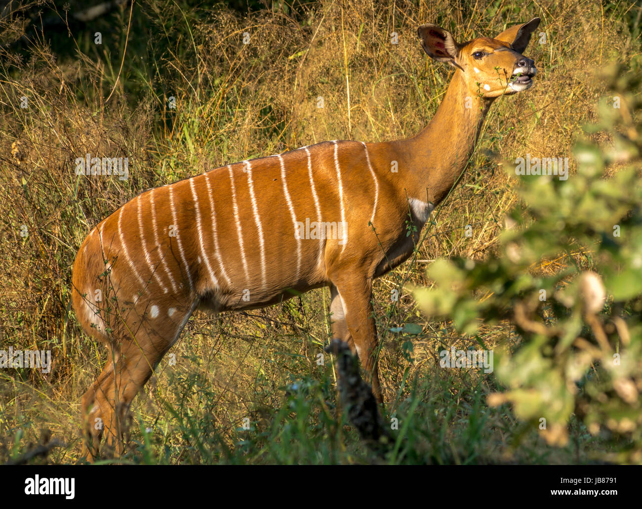 Close up profile of a sunlit female Nyala eating leaves of a bush, Greater Kruger National Park, South Africa Stock Photo