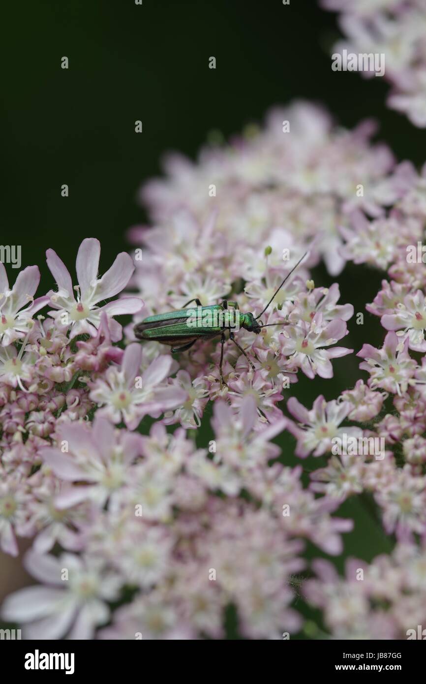 Female Swollen-thighed Beetle - Oedemera nobilis, Eating Pollen. Beautiful Metallic Green Colouration. River Exe, Exeter, Devon, UK. June 2017.  Macro Stock Photo