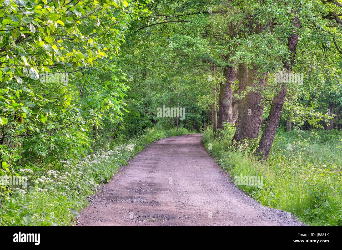 Spring forest landscape. Gravel road in the woods among the green trees. Stock Photo